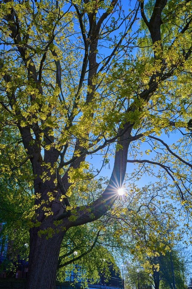 Samyang 35mm 1.8 P_19w.jpg