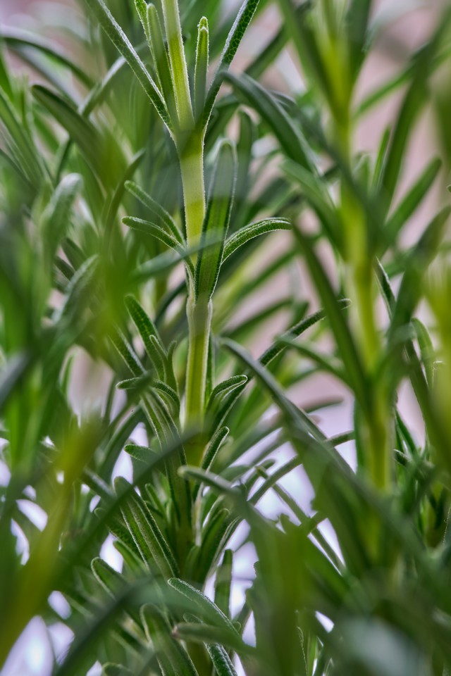 Sony 100mm f2.8 Macro_10w.jpg