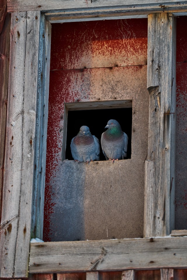 Sigma 200mm f2_19w.jpg