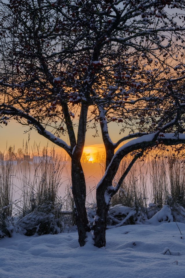 Nikon Z 24-105 f4-7.1_16w.jpg