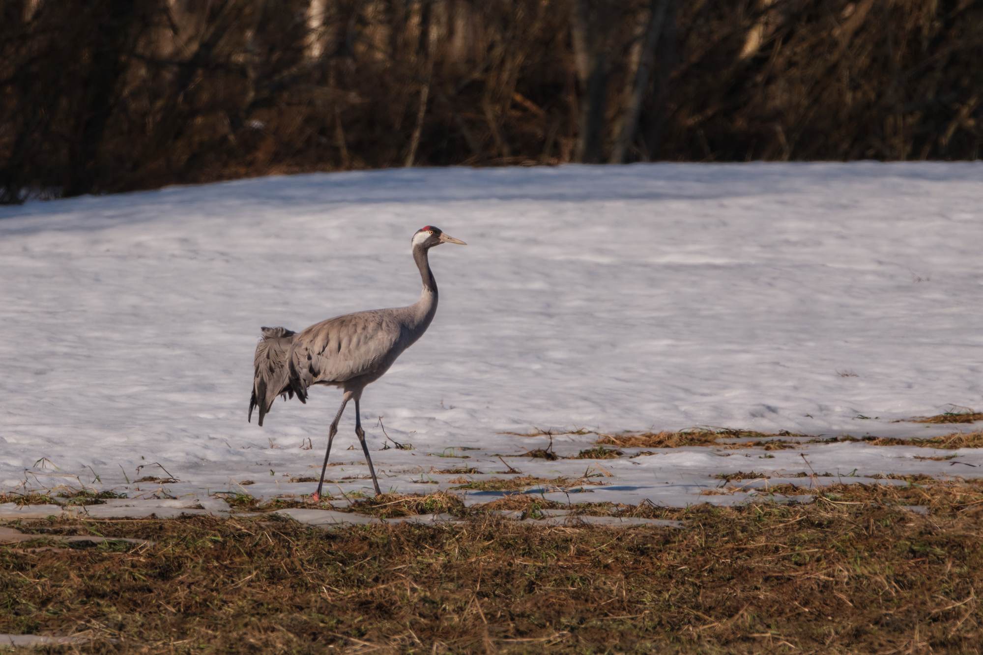 FujiFilm XF500mm f5.6_blogg2.jpg