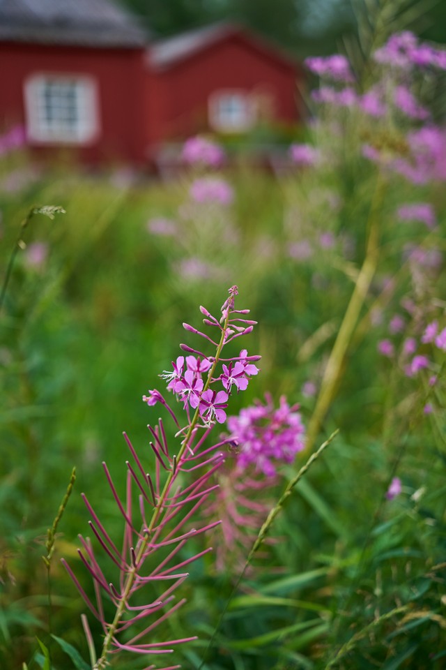 Sigma 17-40mm f1.8_8w.jpg