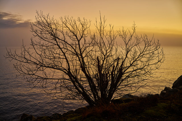 Samyang 24-60mm f2.8_23w.jpg