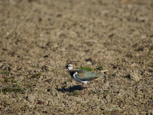 OM System 100-400mm_14w.jpg