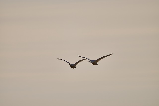 Sigma 300-600mm f4_15w.jpg