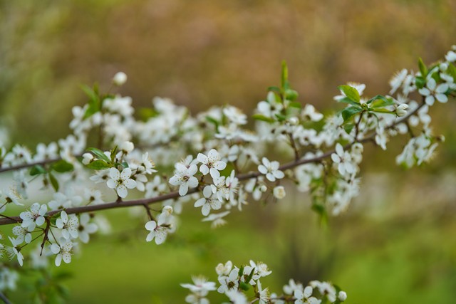 Viltrox 55mm f1.8 EVO_13w.jpg