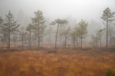 Sigma 135mm f1.4_blogg1.jpg