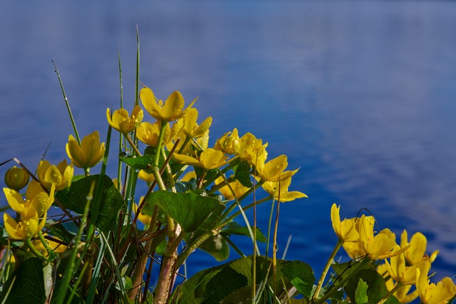 Laowa 90mm f2.8 macro_7w.jpg