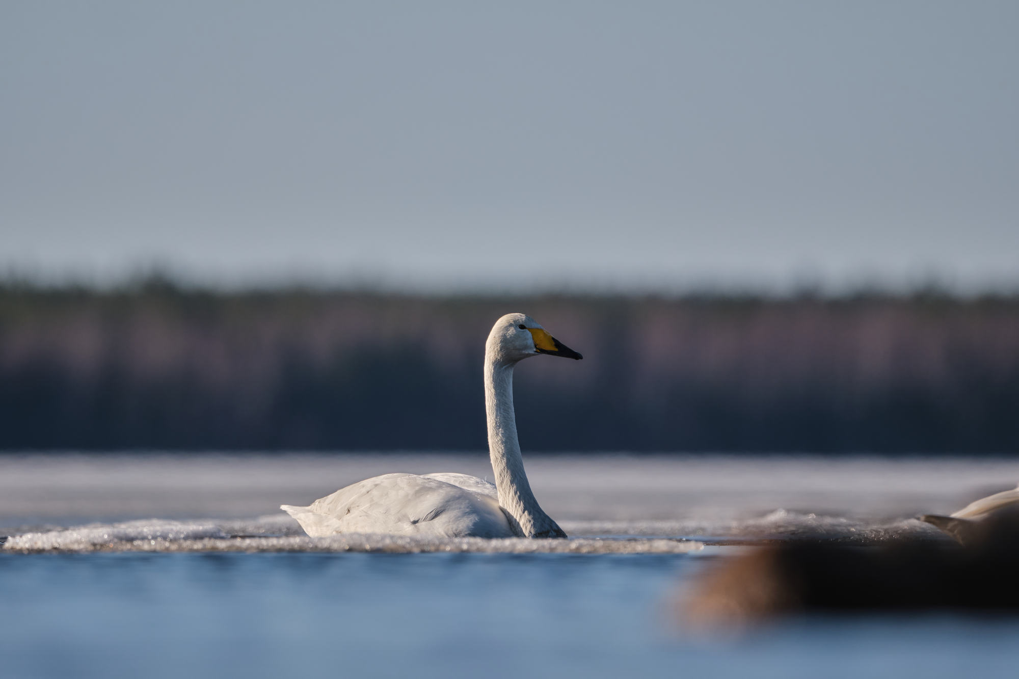 FujiFilm XF500mm f5.6_blogg3.jpg