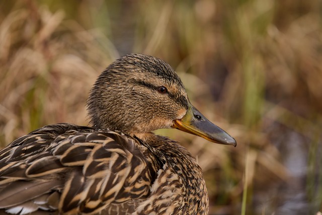 Panasonic S 100-400mm_22w.jpg