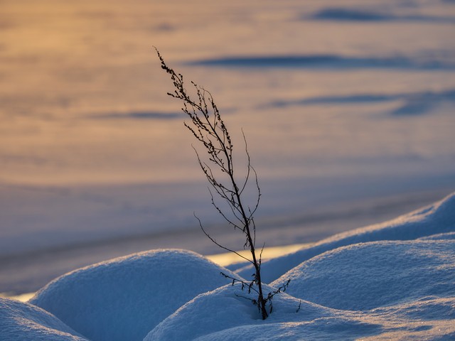 OM System 50-200mm f2.8_12w.jpg