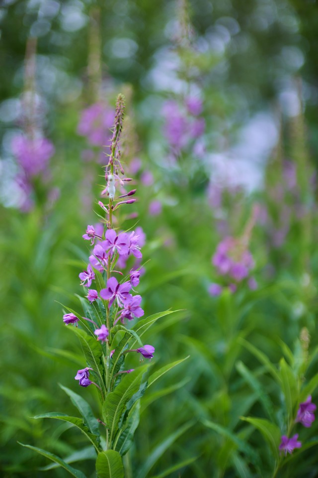 Canon RF 45mm f1.2 STM_4w.jpg