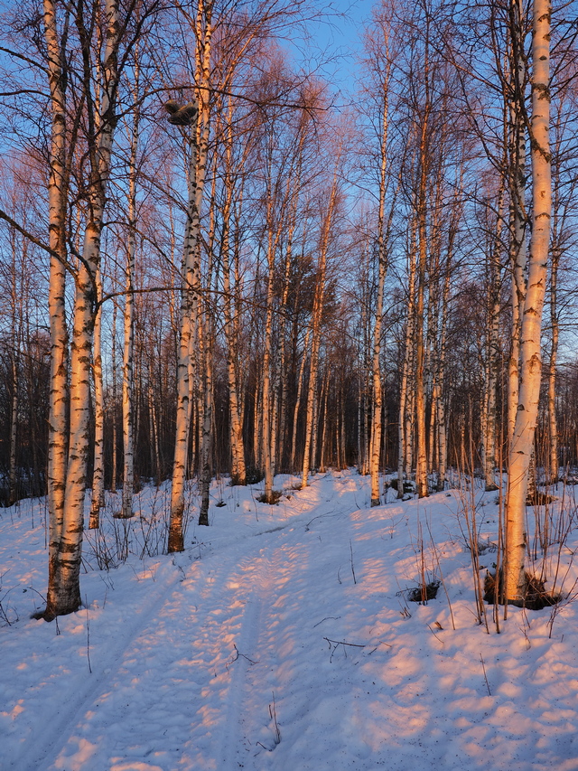 olympus E M1 Mark III_4w.jpg