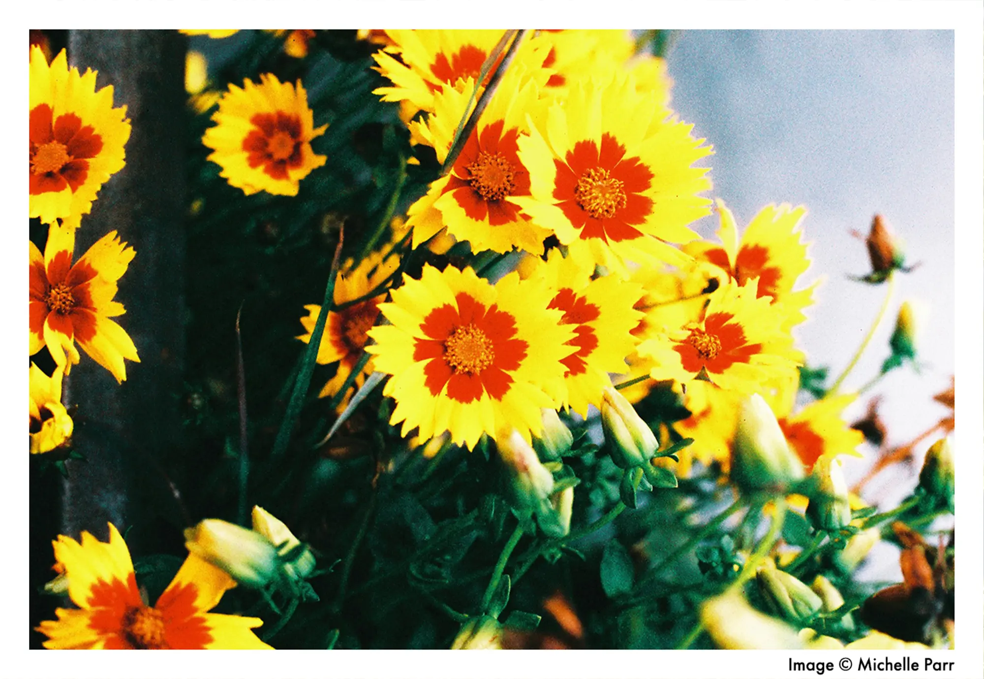 HarmanPhoenixNyhet_blogg2.webp