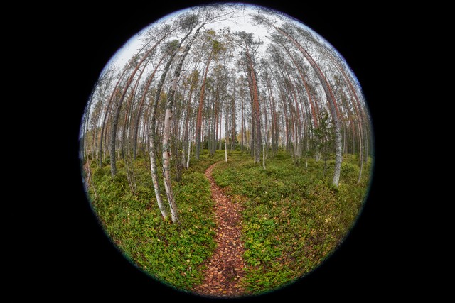 Sony FE 8-14mm f3.5 fisheye_20w.jpg