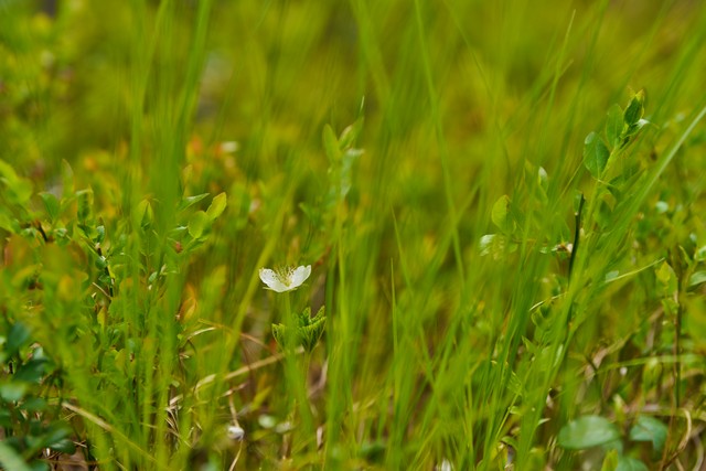 Viltrox 55mm f1.8 EVO_19w.jpg