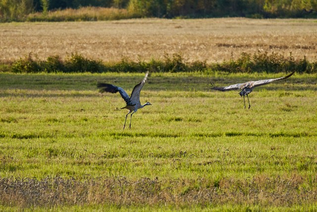 Sony FE 100-400 f5.6_f8 OSS_16w.jpg