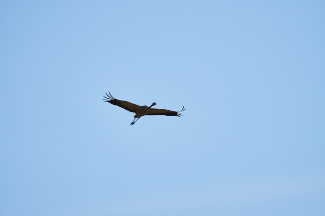 Sony FE 100-400 f5.6_f8 OSS_5w.jpg