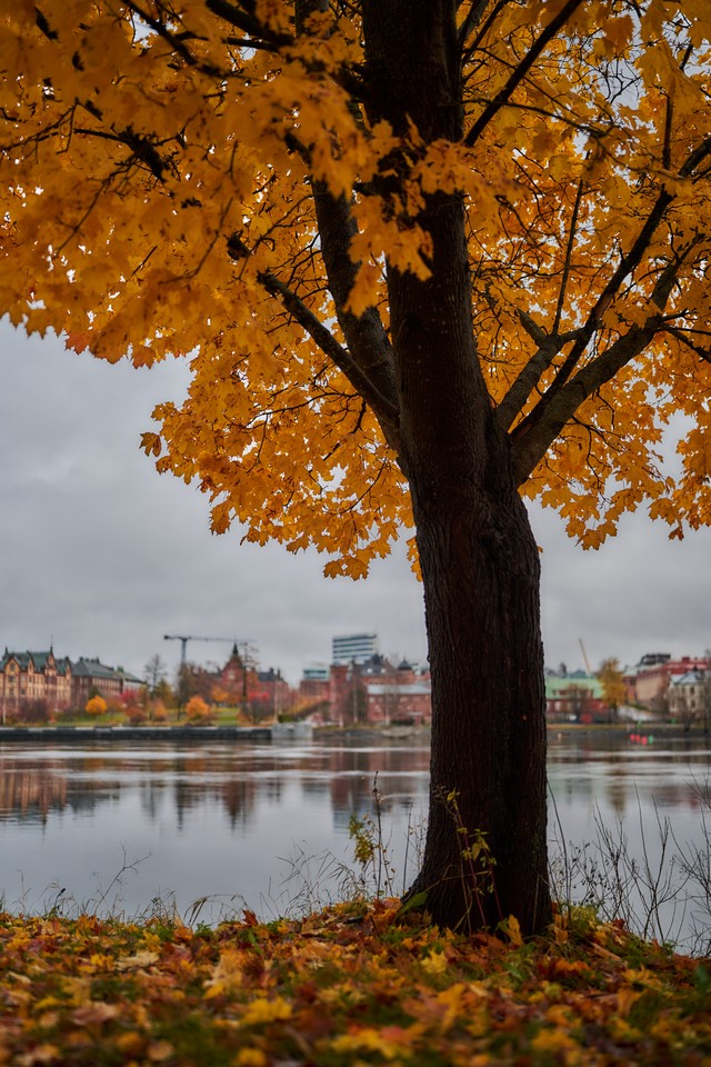 Sigma 35mm f1.2 II_29w.jpg