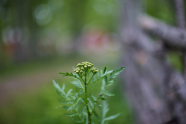 Canon RF 45mm f1.2 STM_blogg1.jpg