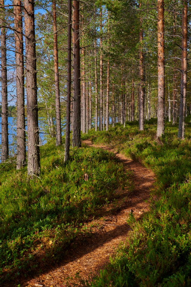 Nikon Z 24-70mm f2.8 II_2w.jpg