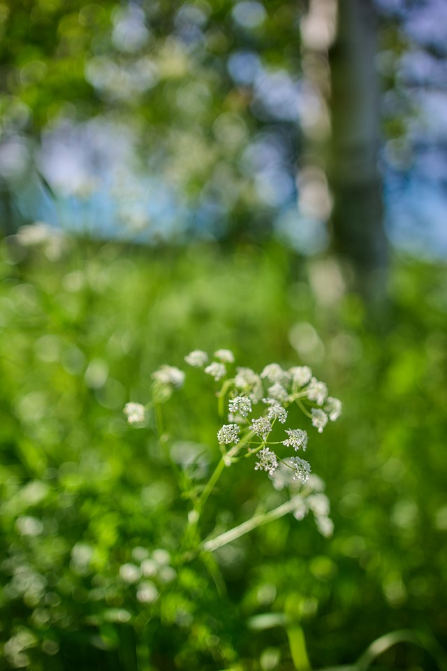 Panasonic S 40mm f2_12w.jpg