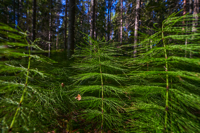 Laowa 12-24mm_20w.jpg