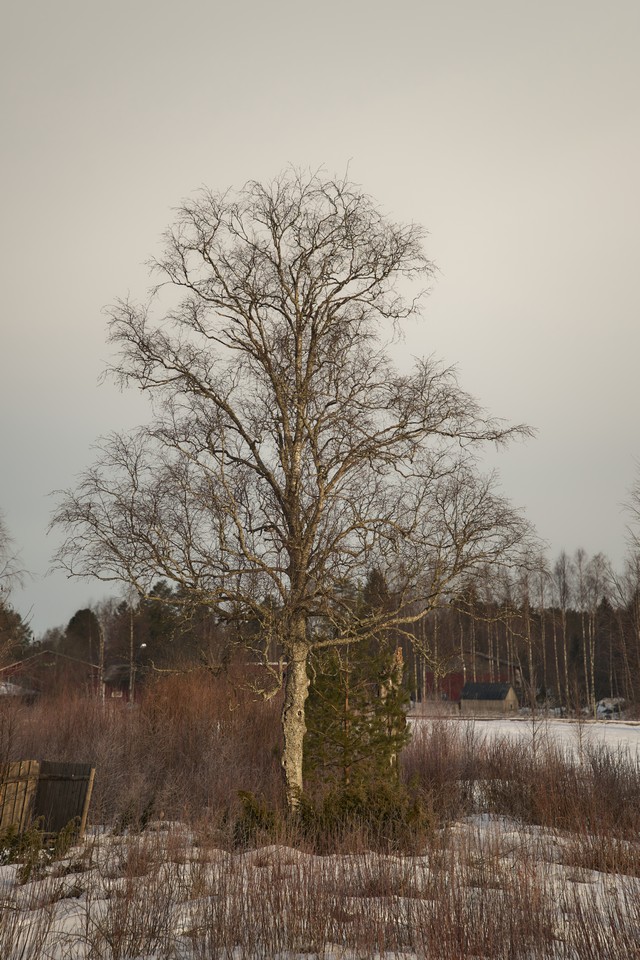 Laowa 180mm f4.5 Macro_17w.jpg