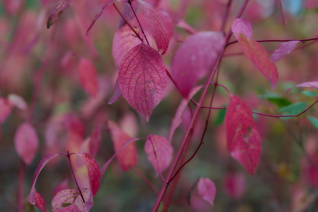 Canon RF 85mm f1.4 VCM_33w.jpg