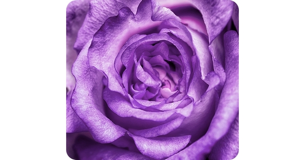 se-feature-macro-camera-pays-attention-to-the-tiny-details-399752122.jpg