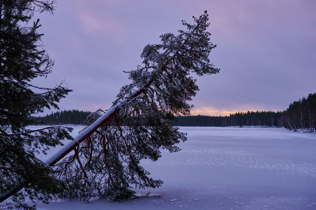 Nikon Z DX MC 35mm f1.7_18w.jpg