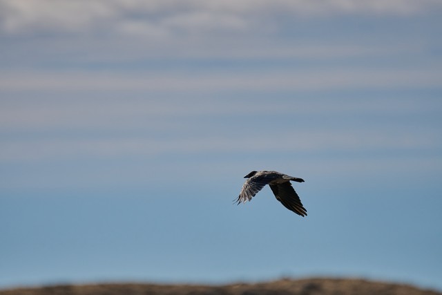 Sony FE 100-400mm f4.5_44w.jpg