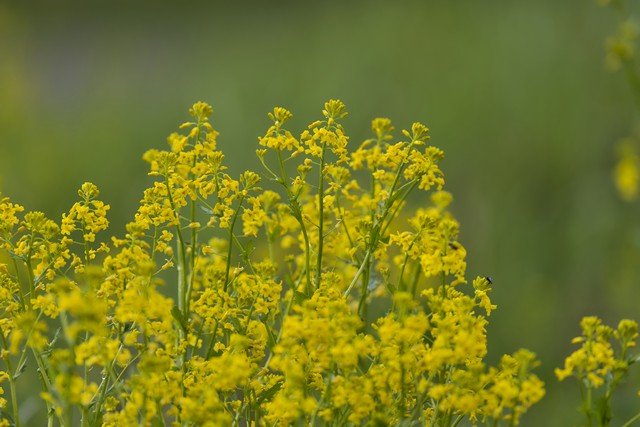 Sony FE 100-400mm f4.5_13w.jpg