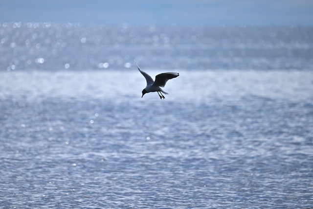 Nikon Z5 II_13w.jpg
