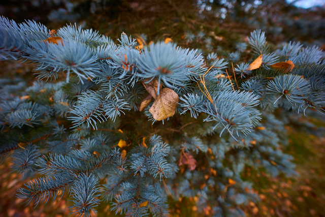 Samyang AF 14mm_ RF_18w.jpg