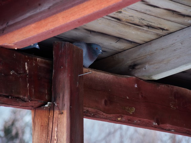 OM System OM 5 II_12w.jpg