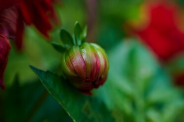 Nikon Z 70-180mm_blogg 3.jpg