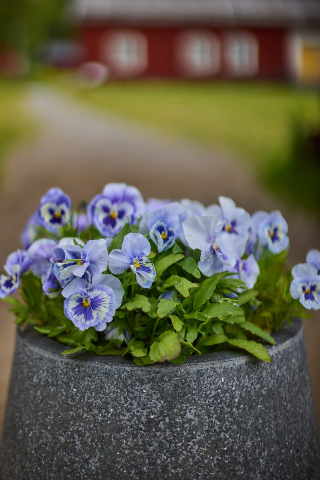 Canon RF 45mm f1.2 STM_13w.jpg
