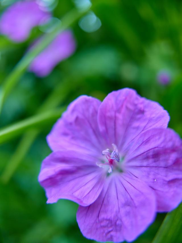 Panasonic Lumix DC L10_30w.jpg
