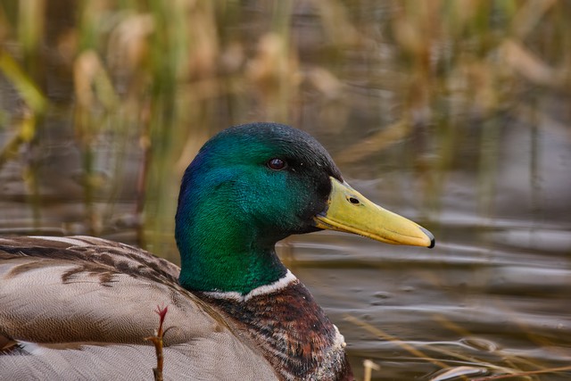 Panasonic S 100-400mm_18w.jpg