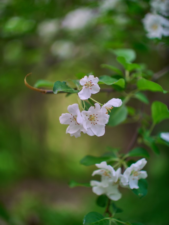 Voigtlander 29mm f08_32w.jpg