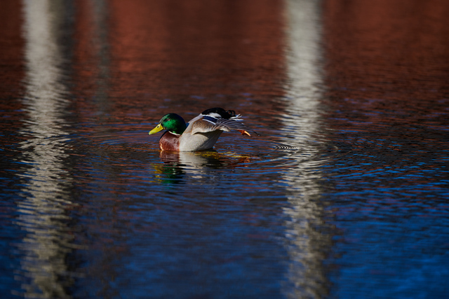 Nikon 120-300 f2,8_26w.jpg