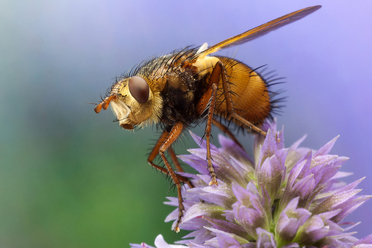 Tachina fera.jpg