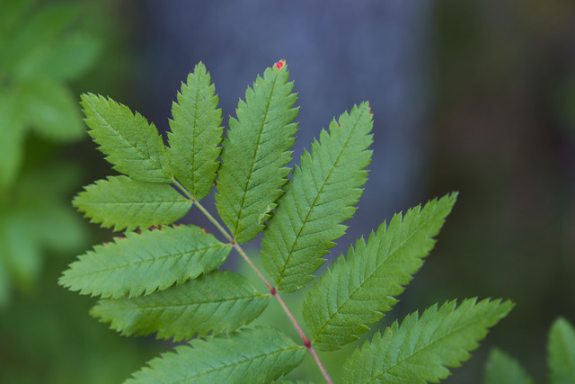 Sony RX1R mk3_6w.jpg