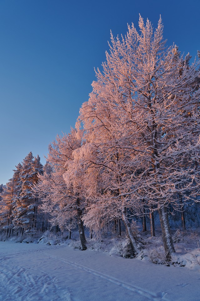 Nikon Z 24-105 f4-7.1_30w.jpg