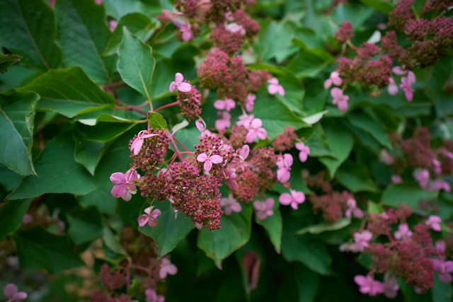 Viltrox 15mm f1.7_29w.jpg