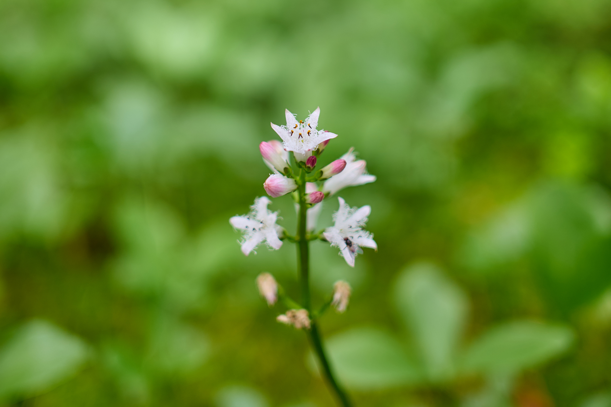 Panasonic S 40mm f2_blogg1.jpg