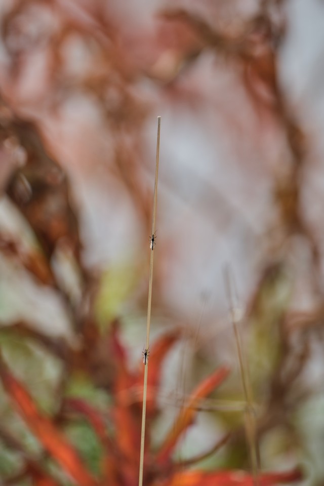 Fujifilm XF 400mm f4.5_30w.jpg