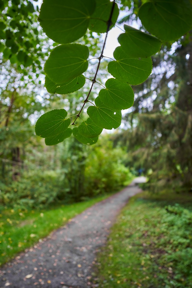 Viltrox 15mm f1.7_28w.jpg