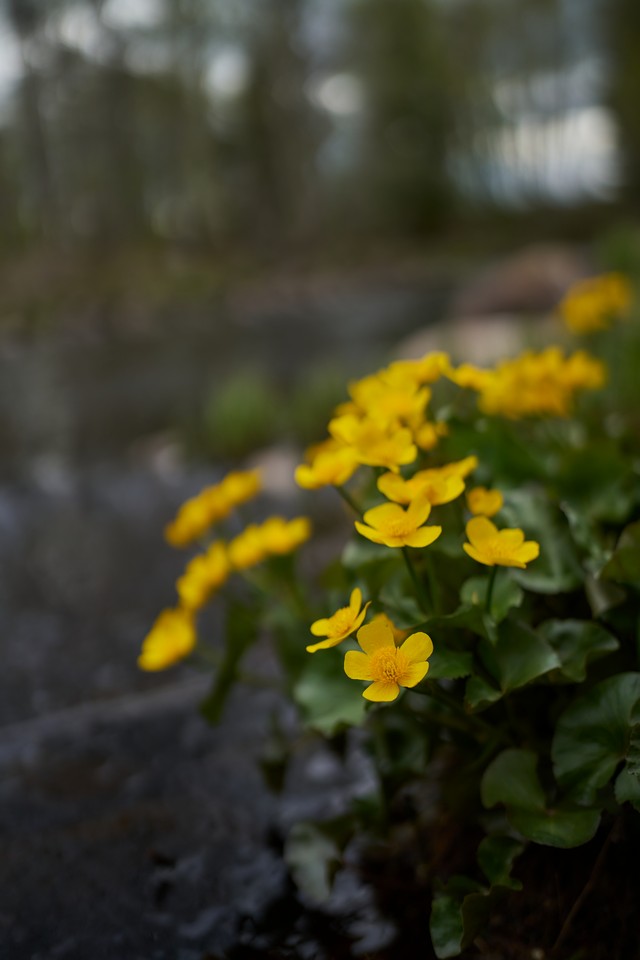 Viltrox 35mm f1.2 LAB_28w.jpg